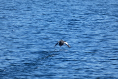 Cepphus grylle arcticus