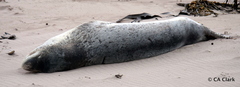Hydrurga leptonyx