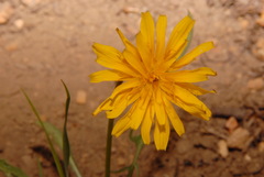 Nothocalais alpestris