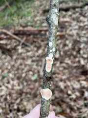 Steccherinum ochraceum