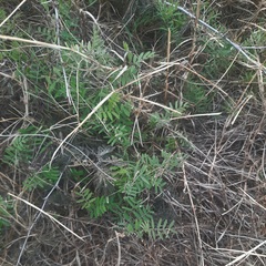 Vicia ludoviciana