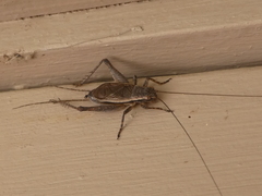 Eurepa marginipennis