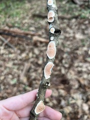 Steccherinum ochraceum