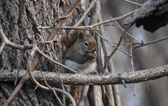 Tamiasciurus hudsonicus