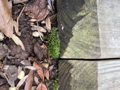 Physcomitrium pyriforme