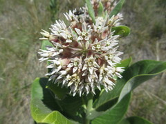 Asclepias speciosa × syriaca