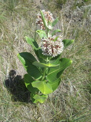 Asclepias speciosa × syriaca