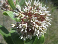 Asclepias speciosa × syriaca