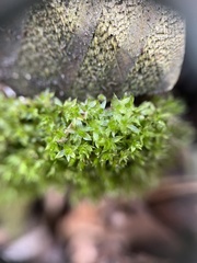 Physcomitrium pyriforme