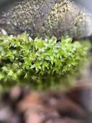 Physcomitrium pyriforme