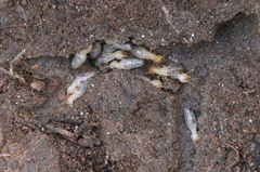 Gnathamitermes