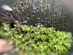 Physcomitrium pyriforme