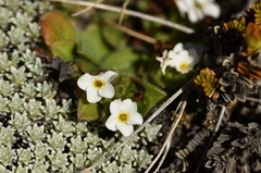 Myosotis lyallii elderi