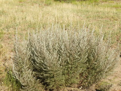 Baccharis artemisioides