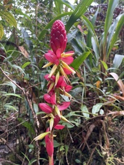 Pitcairnia kniphofioides