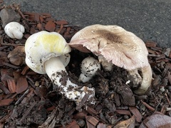 Agaricus xanthodermus