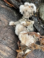 Schizophyllum commune