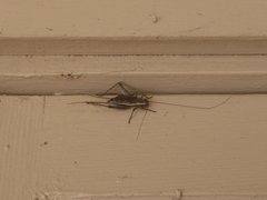 Eurepa marginipennis