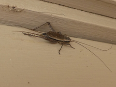 Eurepa marginipennis