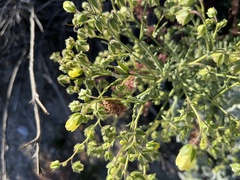Emmenanthe penduliflora penduliflora
