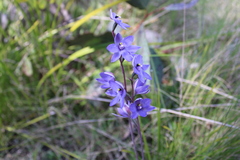 Thelymitra simulata