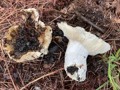 Russula cerolens