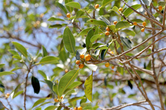 Ficus rubiginosa