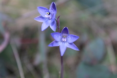 Thelymitra simulata