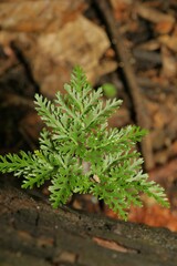 Sceptridium dissectum dissectum