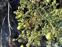 Emmenanthe penduliflora penduliflora