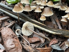 Mycena leptocephala