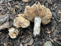 Hebeloma crustuliniforme