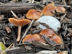 Tubaria furfuracea