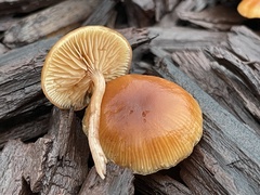 Tubaria furfuracea
