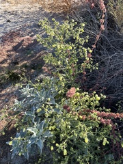 Emmenanthe penduliflora penduliflora
