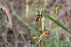 Pterostylis hamata