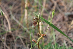 Pterostylis hamata