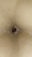 Steatoda triangulosa