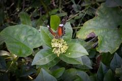 Anartia amathea