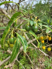 Solanum aviculare