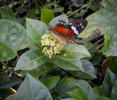 Anartia amathea