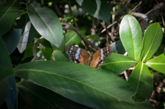 Anartia amathea