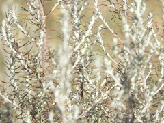 Baccharis artemisioides