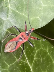 Gminatus australis