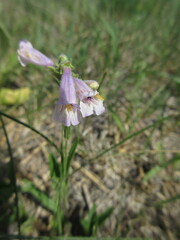 Penstemon gracilis