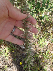 Liatris hesperelegans
