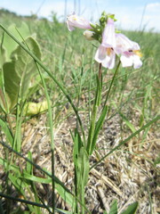 Penstemon gracilis