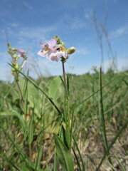 Penstemon gracilis