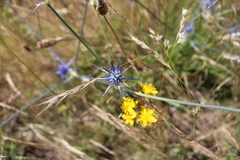 Eryngium ovinum