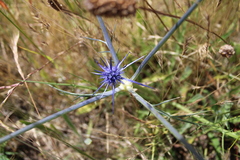 Eryngium ovinum